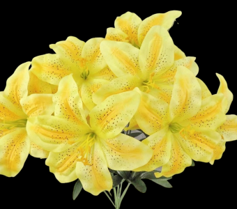 Yellow Lily x 9 
18"