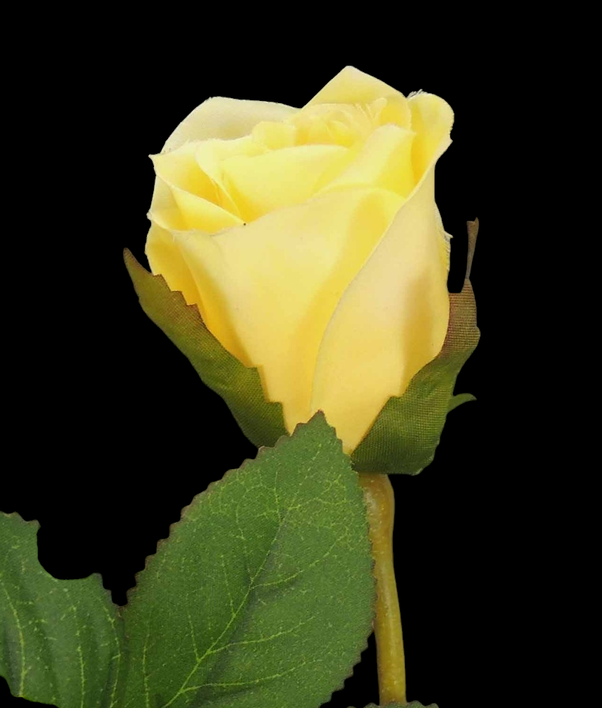 Yellow Long Stem Rose Bud S/12
26"
