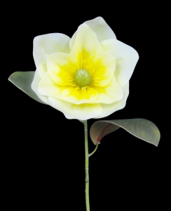 Yellow Magnolia Stem
30", 5" Bloom