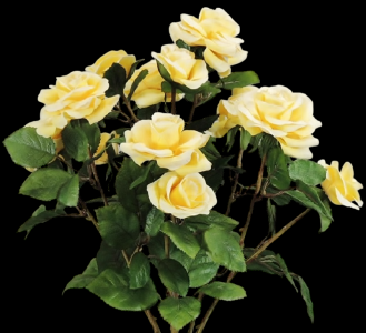 Yellow Mixed Garden Tea Rose x 12 
19"