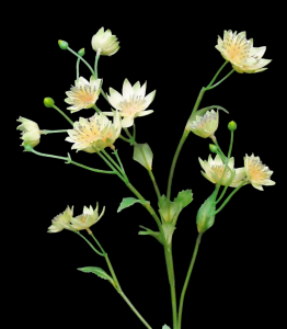 Yellow Moneywort Flower
28"