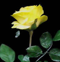 Yellow Open Long Stem Rose S/12
26"