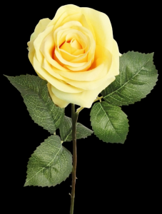 Yellow Open Rose Stem
20", 4" Bloom