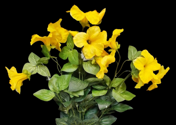 Yellow Petunia x 9 
18"