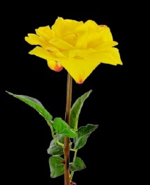 Yellow Real Touch Large Bloom Open Rose Stem
26", 6" Bloom