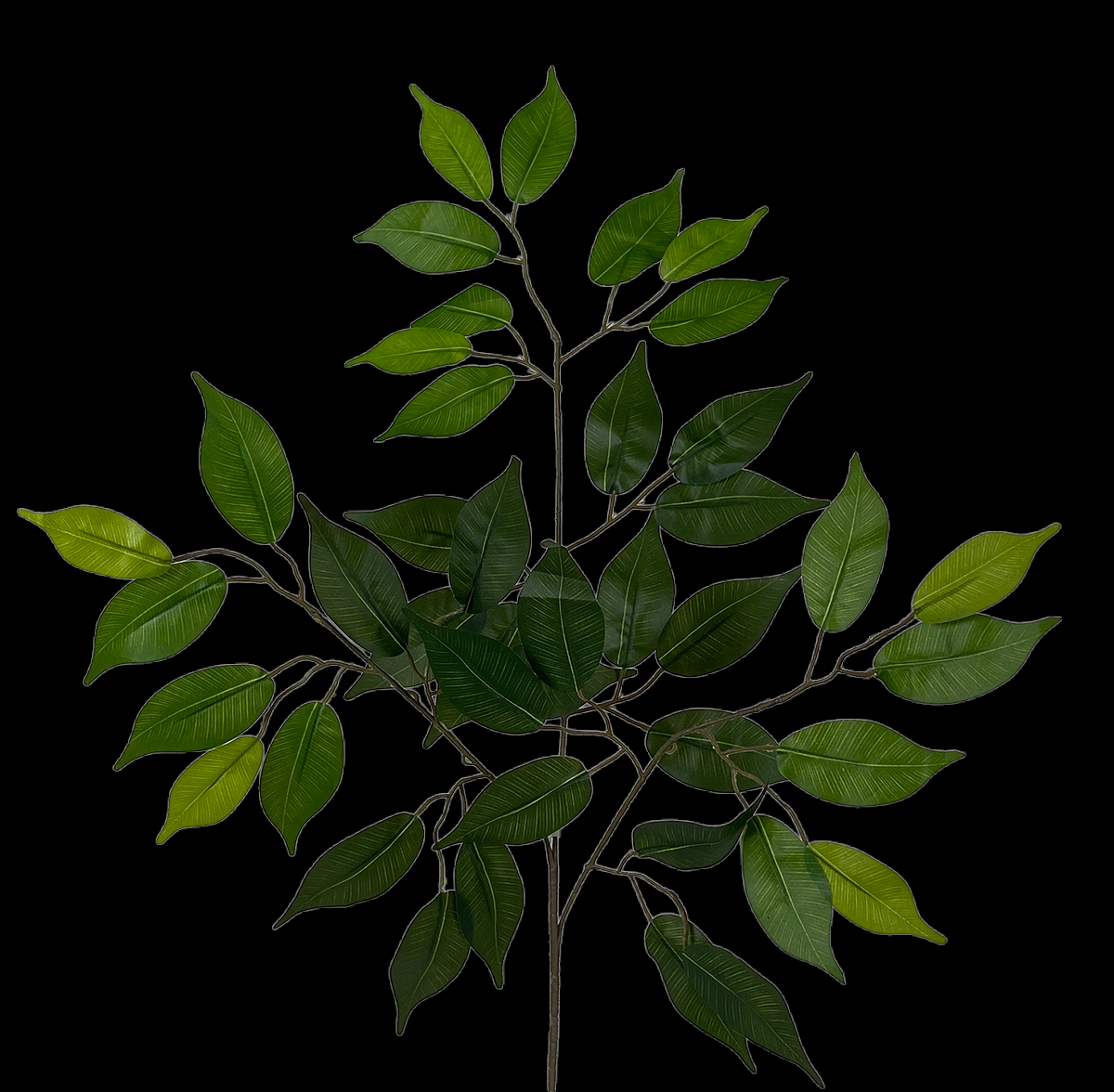 Ficus Branch S/12
16" x 25"