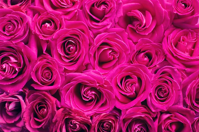 HOT PINK ROSES JUST TO LOOK AT 
