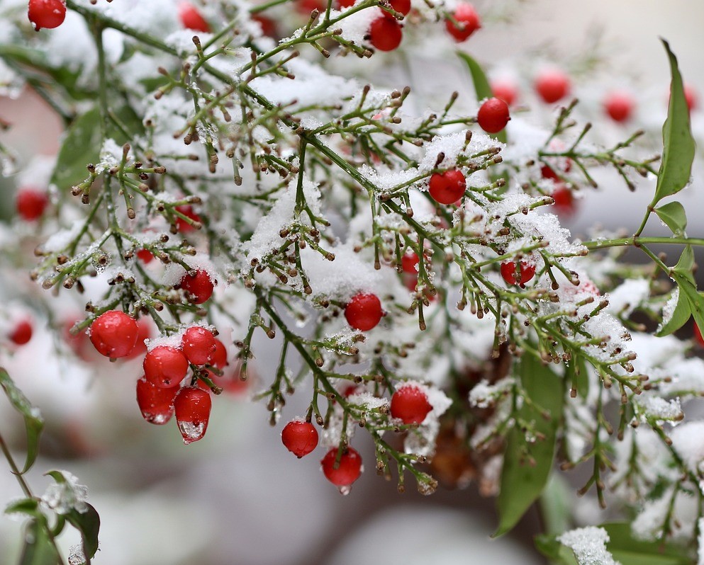 Snow Covered Berries 