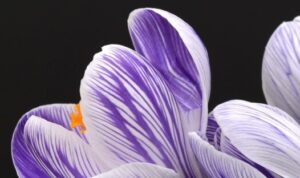 CROCUS