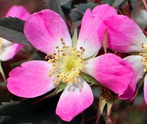 PRETTY FLOWERS