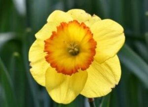 DAFFODIL