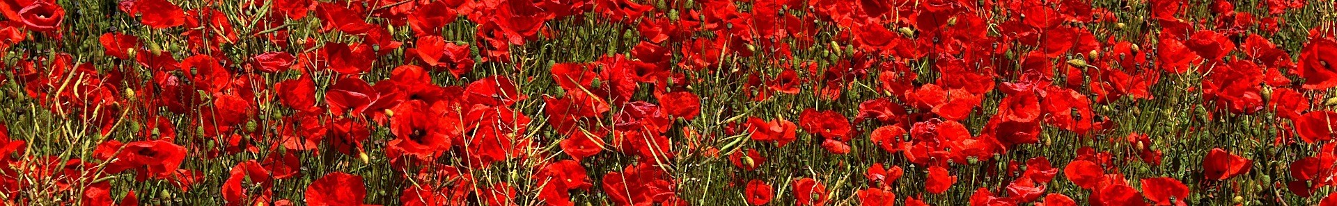RED POPPIES IN A FIELD