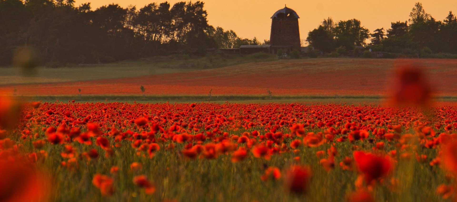 poppy-fields