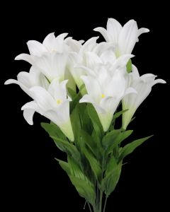 Easter Lily x 12
25″, 6″ Blooms