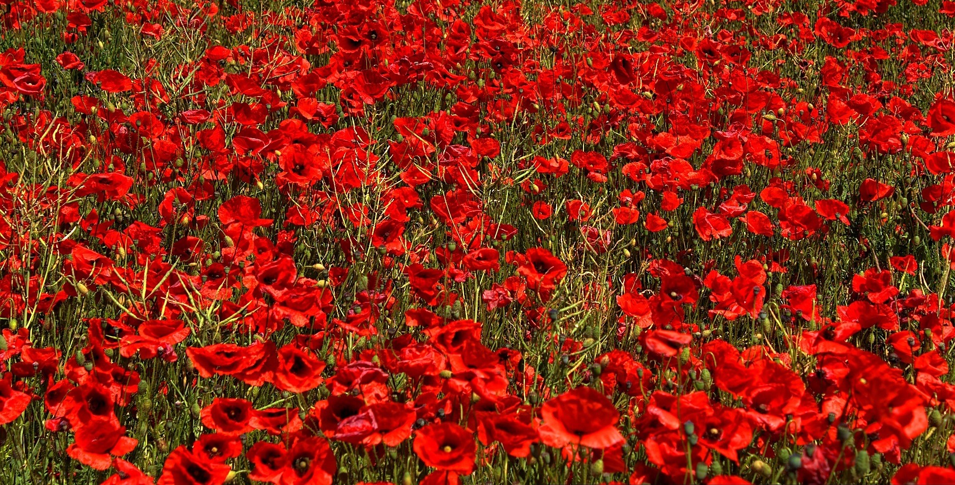 Field of Red Poppies 