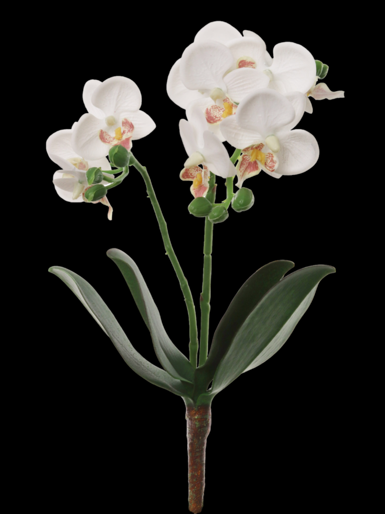 White Phalaenopsis Orchid x 2
16"