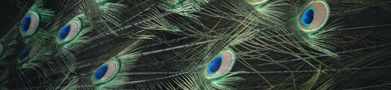 peacock-feathers-