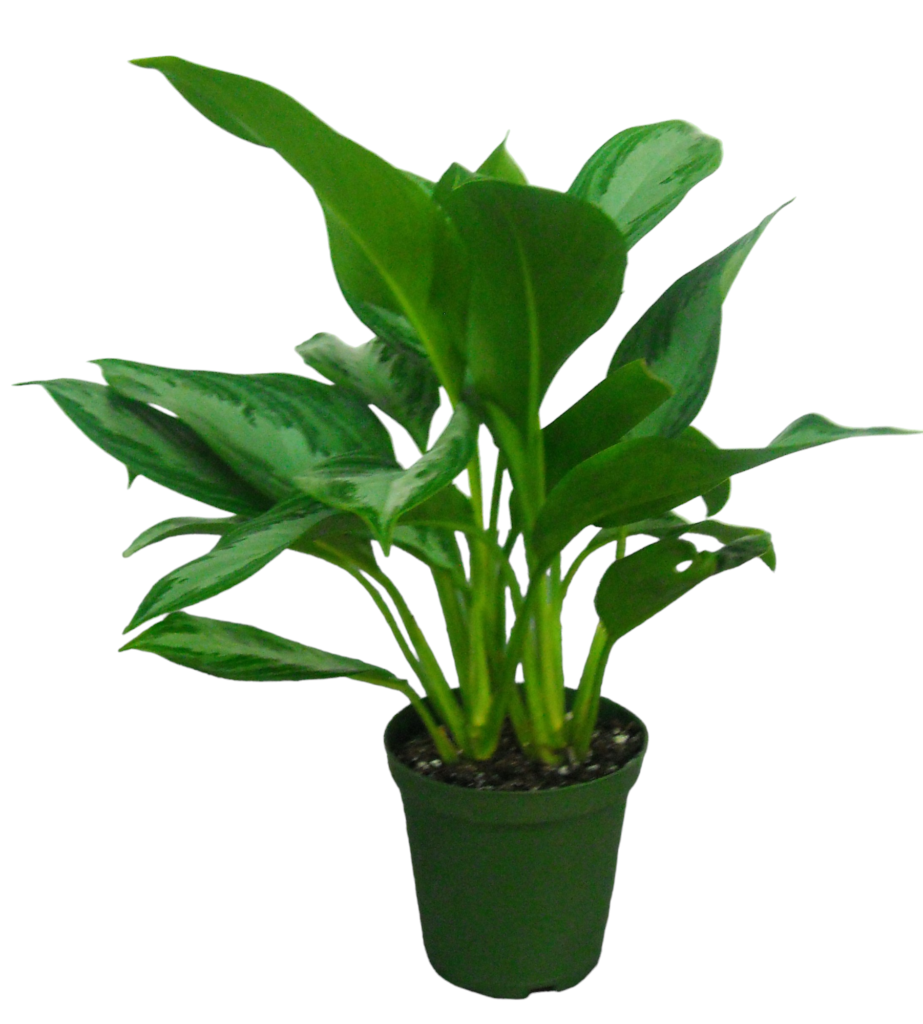 Aglaonema Plant 
Available in 6" & 8"