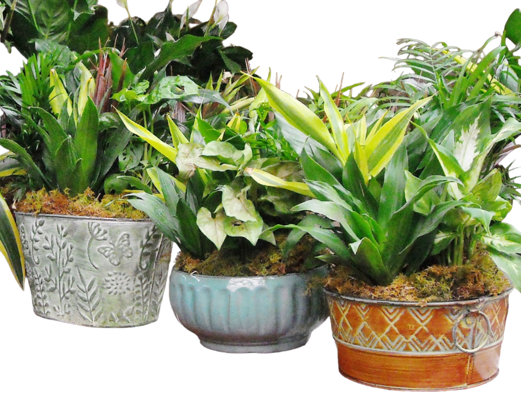 Dish Garden Planter 
Available in 7", 8", 10" & 12"  in Ceramic, Metal and Wicker