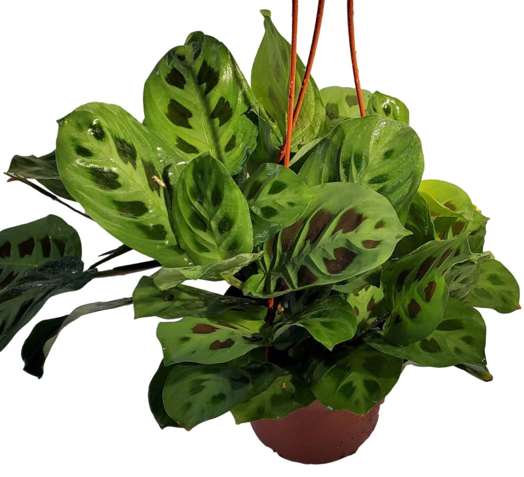 Green Prayer Plant
Available in 4" & 6"