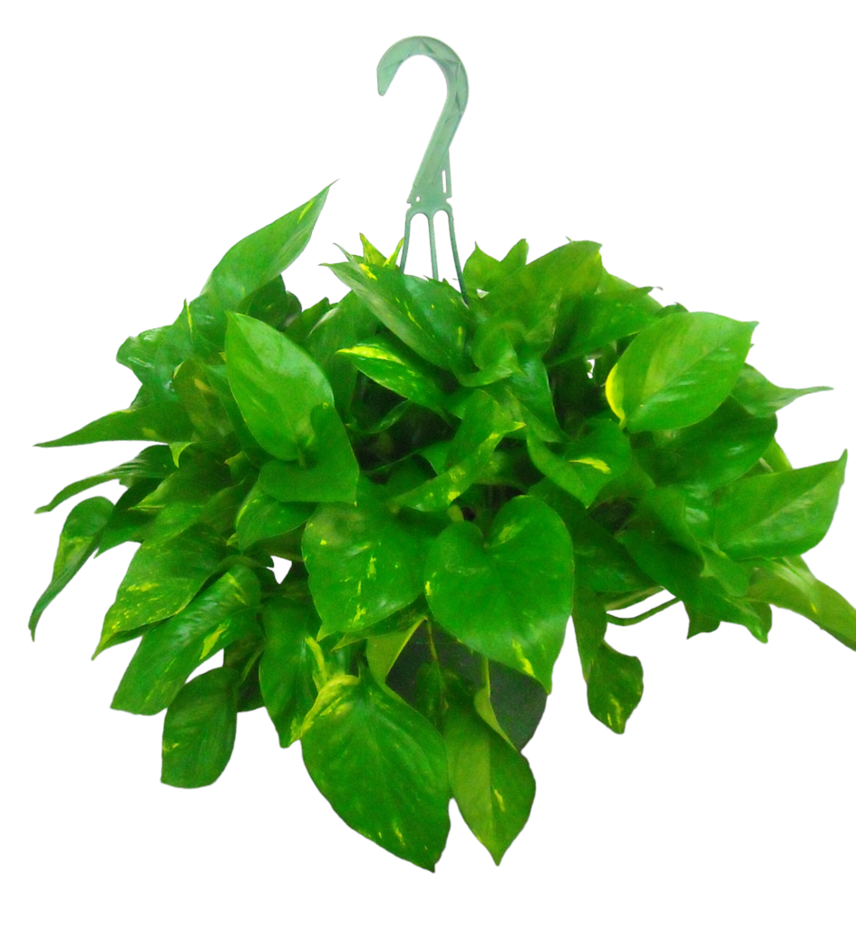 Hanging Pothos Plant
Available in 8" & 10"