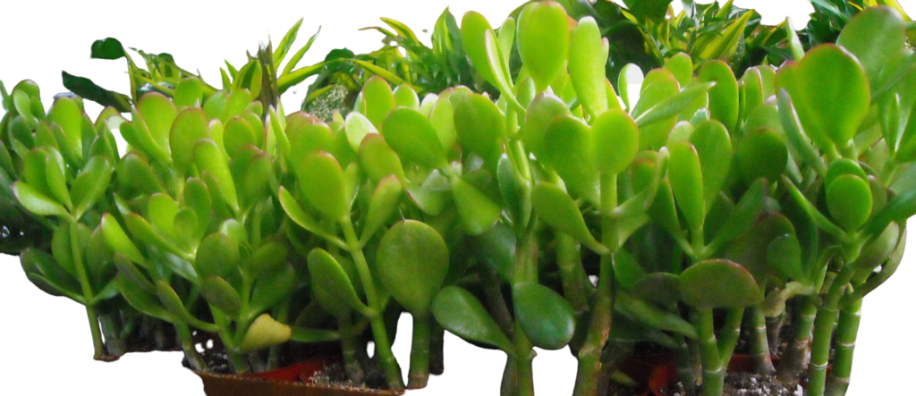 Jade Succulent Plant 
Available in 4" & 6"