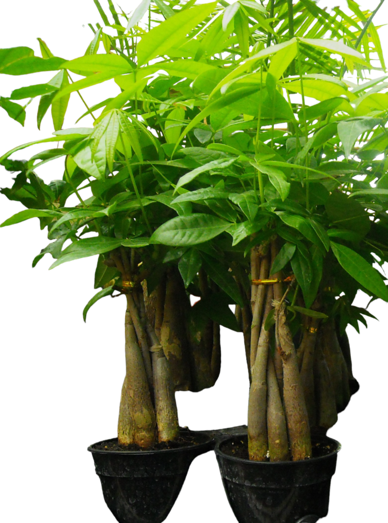 Money Tree Plant 
Available in 4" & 6"