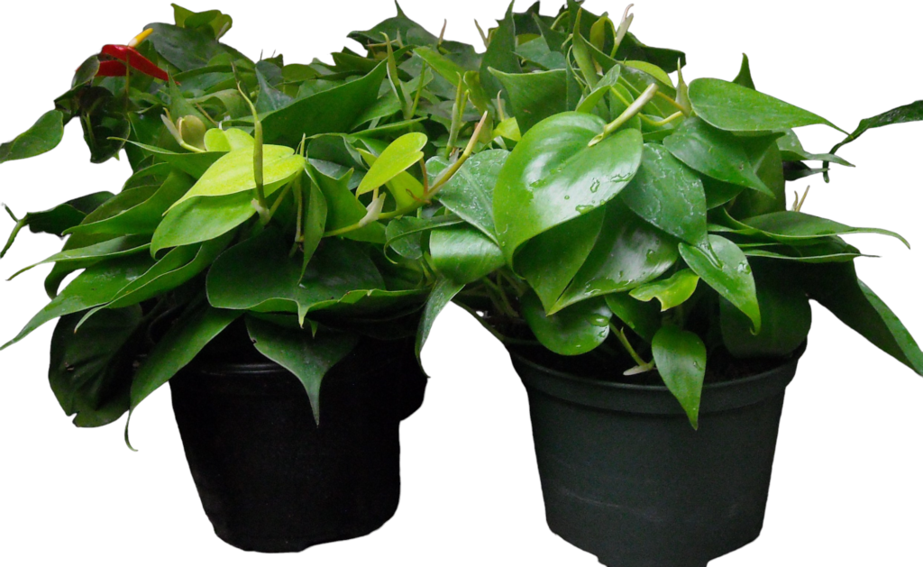 Philodendron Tub
Available in 4", 6" & 8"