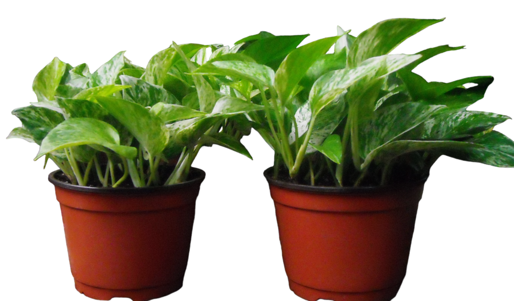 Pothos Marble Queen Plant
Available in 4", 6" & 8"