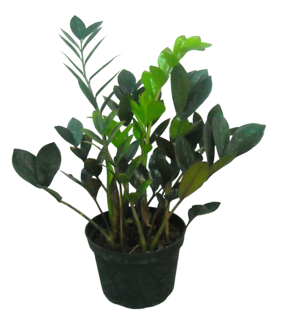 Raven Plant
Available in 6"