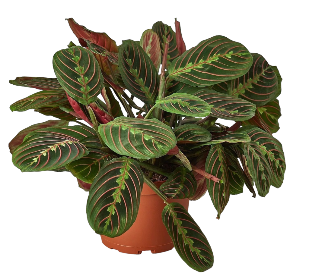 plant-department-availability-bonnett-wholesale-florist