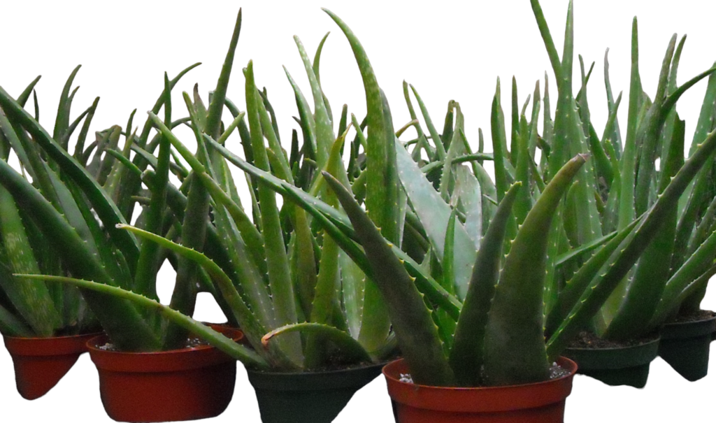 Aloe Vera Succulent Plant 
Available in 4" & 6"