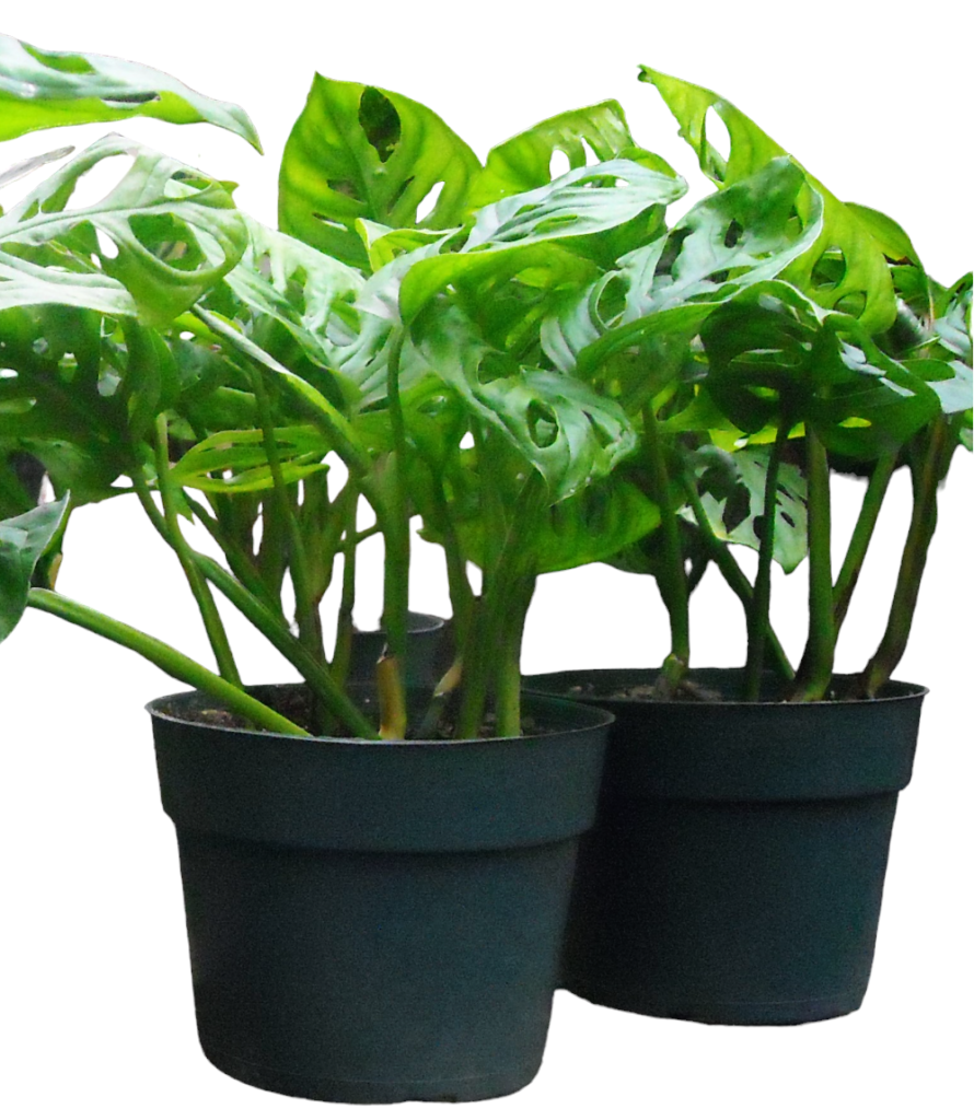 Swiss Cheese Plant
Available in 4" & 6"