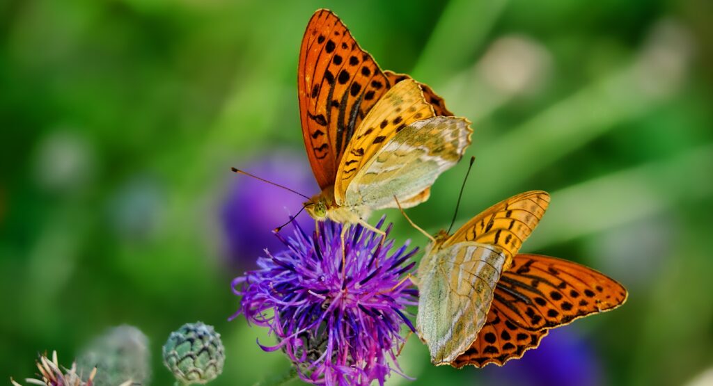 Butterfly Closeup