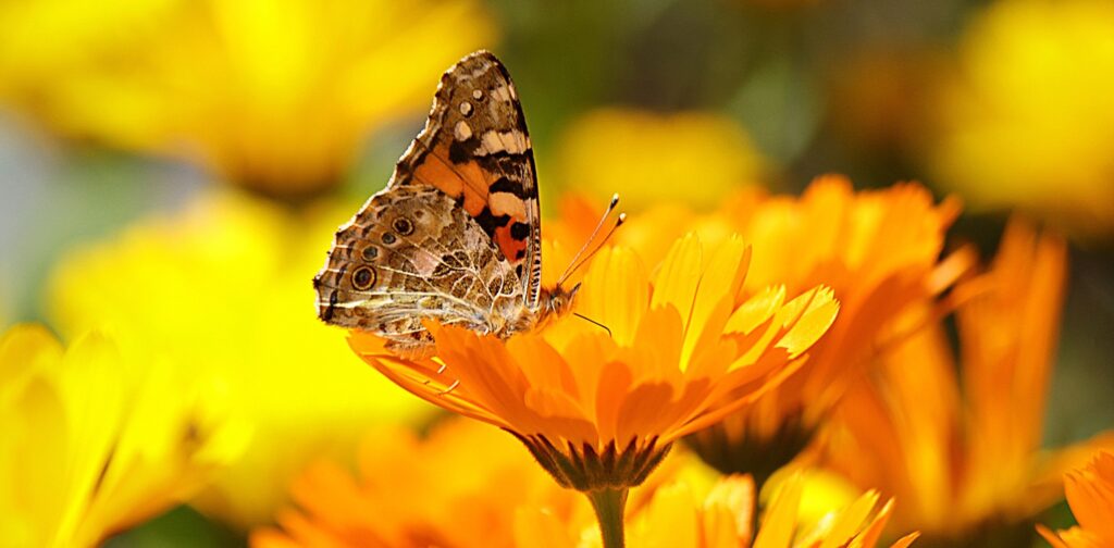 Butterflies closeup 