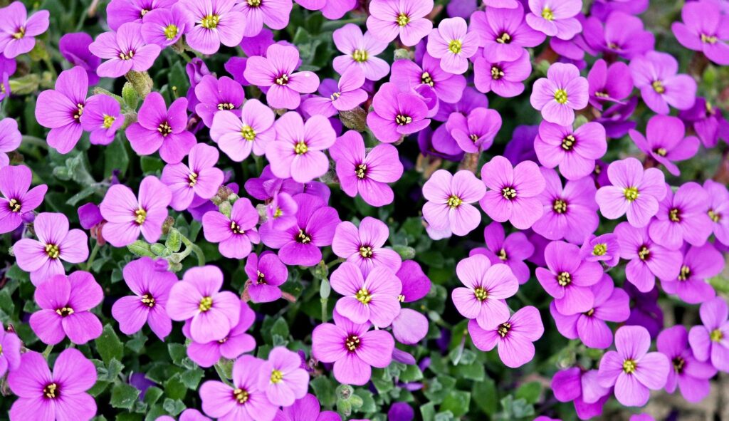 violets 