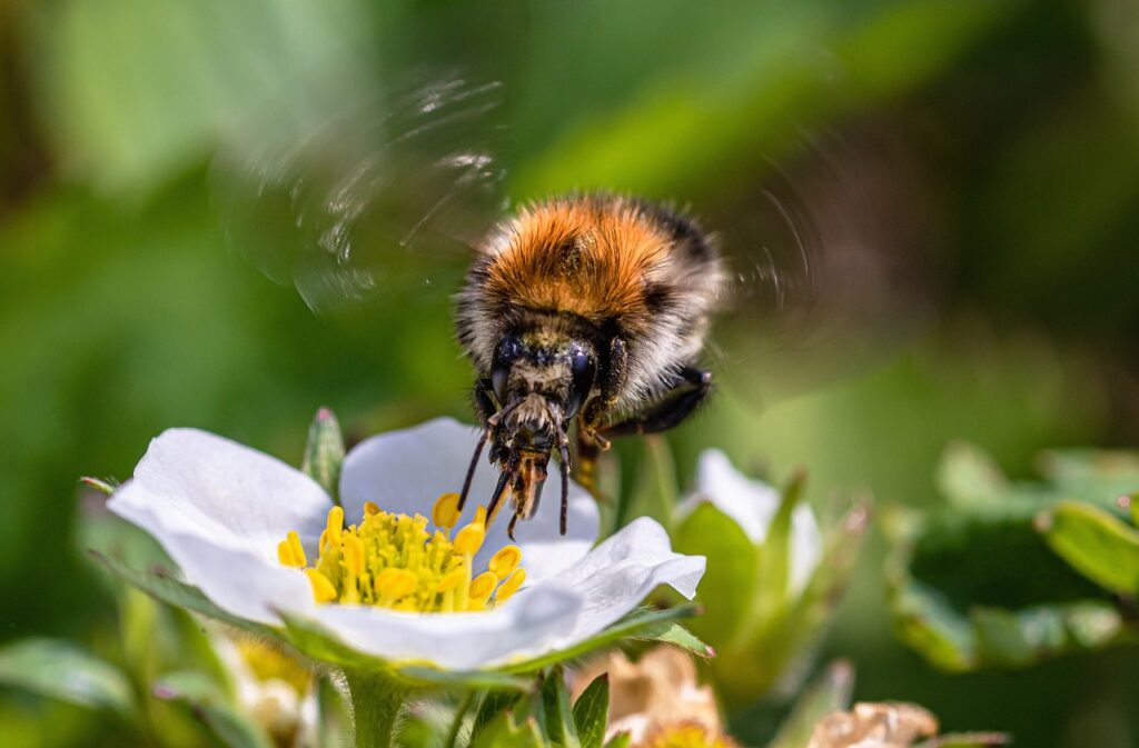 Bee Closeup on Flower