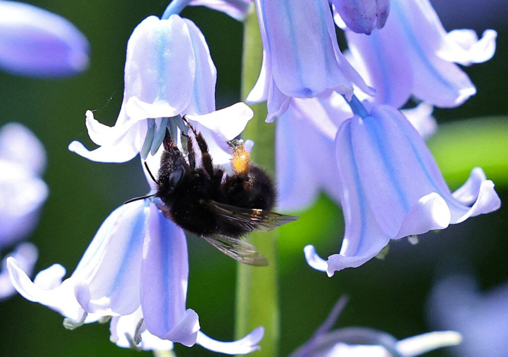 Bee on Bell Flower 