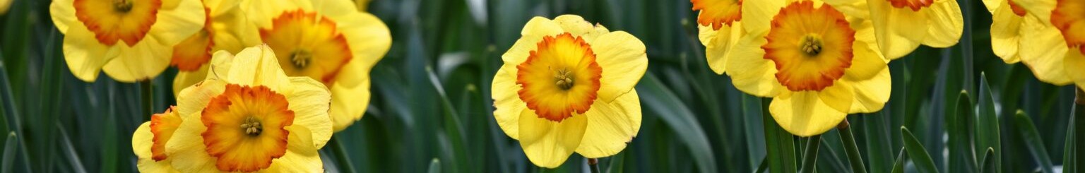 DAFFODILS GALOR