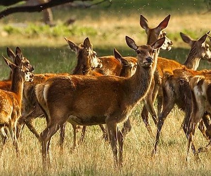 DEER CROSSING 