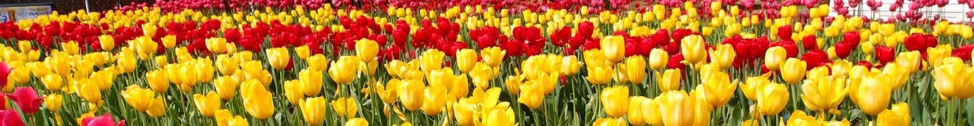 tulips