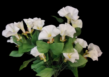 Cream/White Petunia x 14 16" 68924