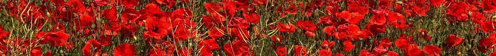 RED-POPPIES-IN-A-FIELD