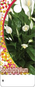 Spathiphyllum Care Tag PK/100
3724.SP