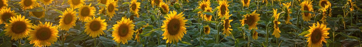 SUNFLOWER-FIELD