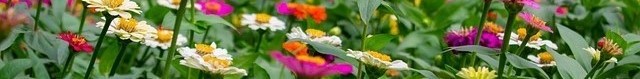 Small-Field-of-Zinnias-1