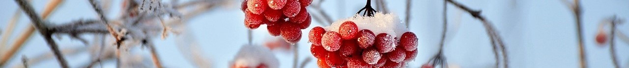 WINTER-BERRIES