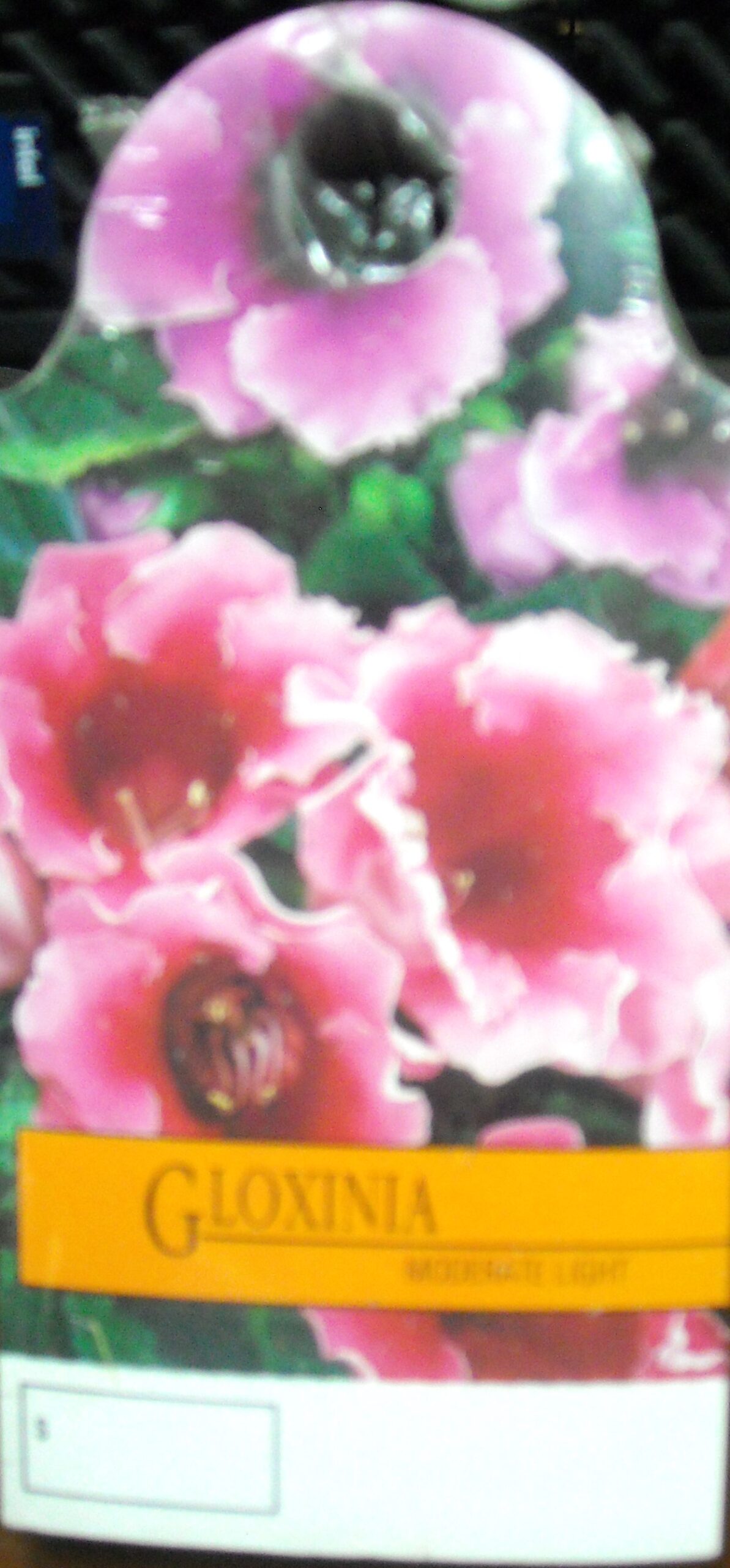 Gloxinia Care Tag PK/100 3724.GLX